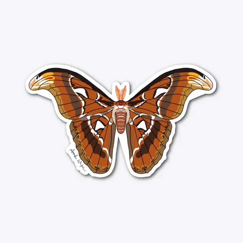 Atlas Moth