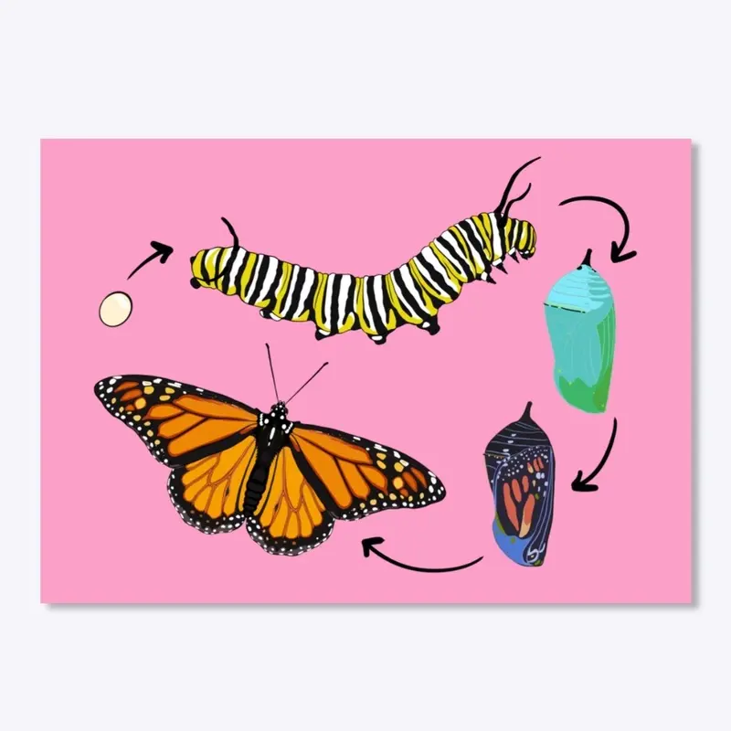 Monarch Butterfly Lifecycle